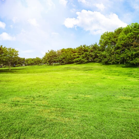 Green grass on a golf field